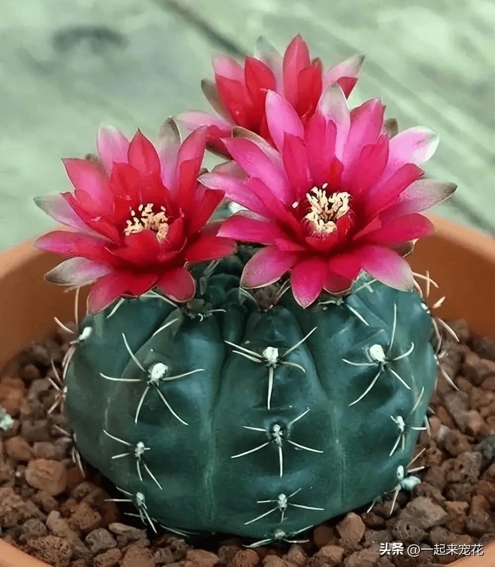阳台种植的5种花,每一种都是颜值担当,总有一种深得你心_水果_花卉