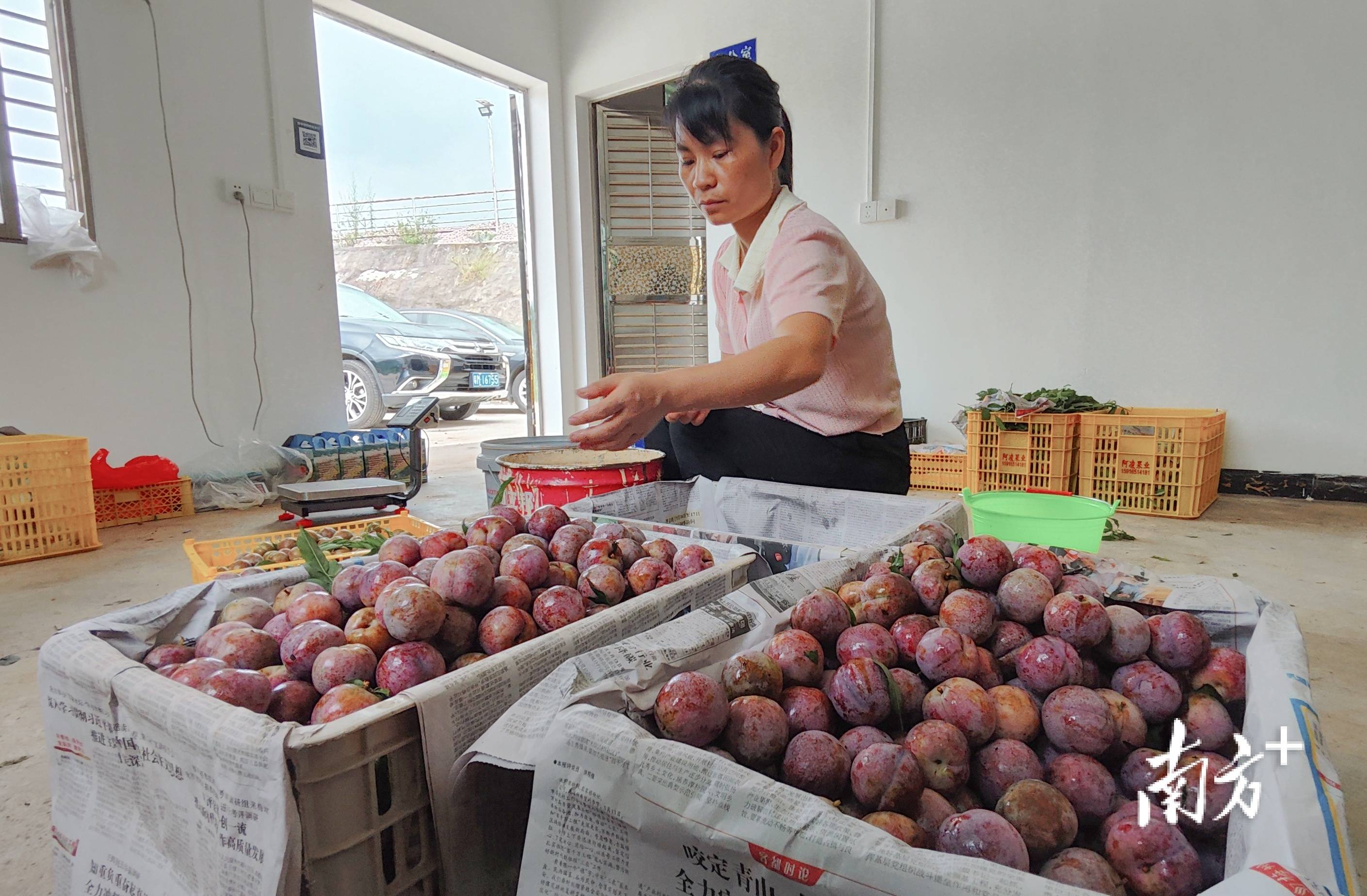 有"李"真甜!蕉岭蓝坊百亩李子迎丰收