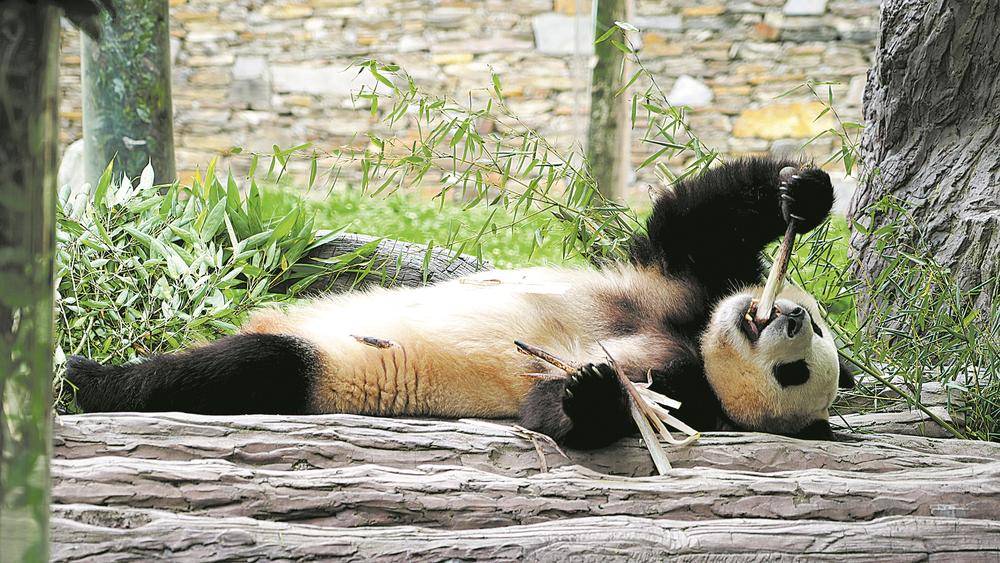 一饱眼"福" 大熊猫"福宝"与公众见面