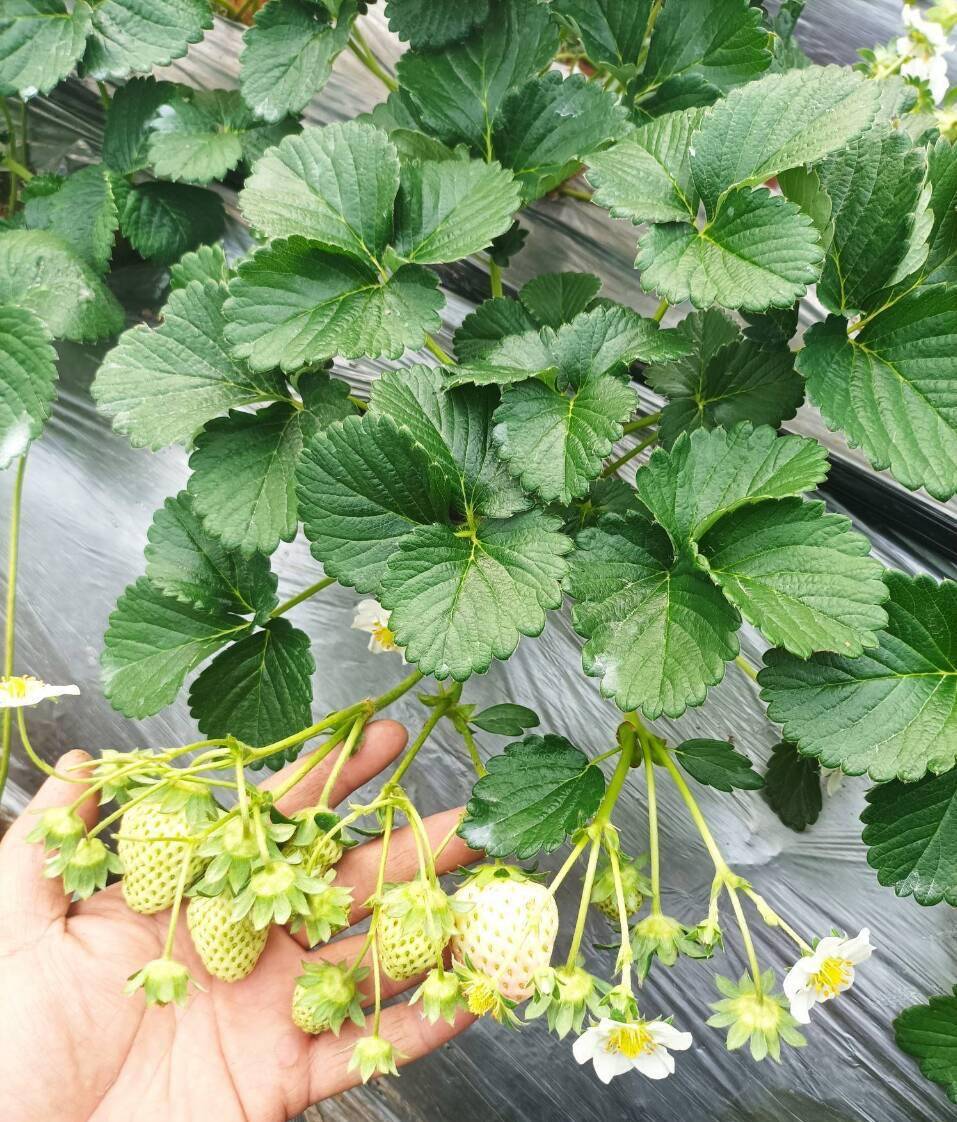 2,阳台种植草莓的注意事项因为在家中种草莓的话,一般都是盆栽,花盆不