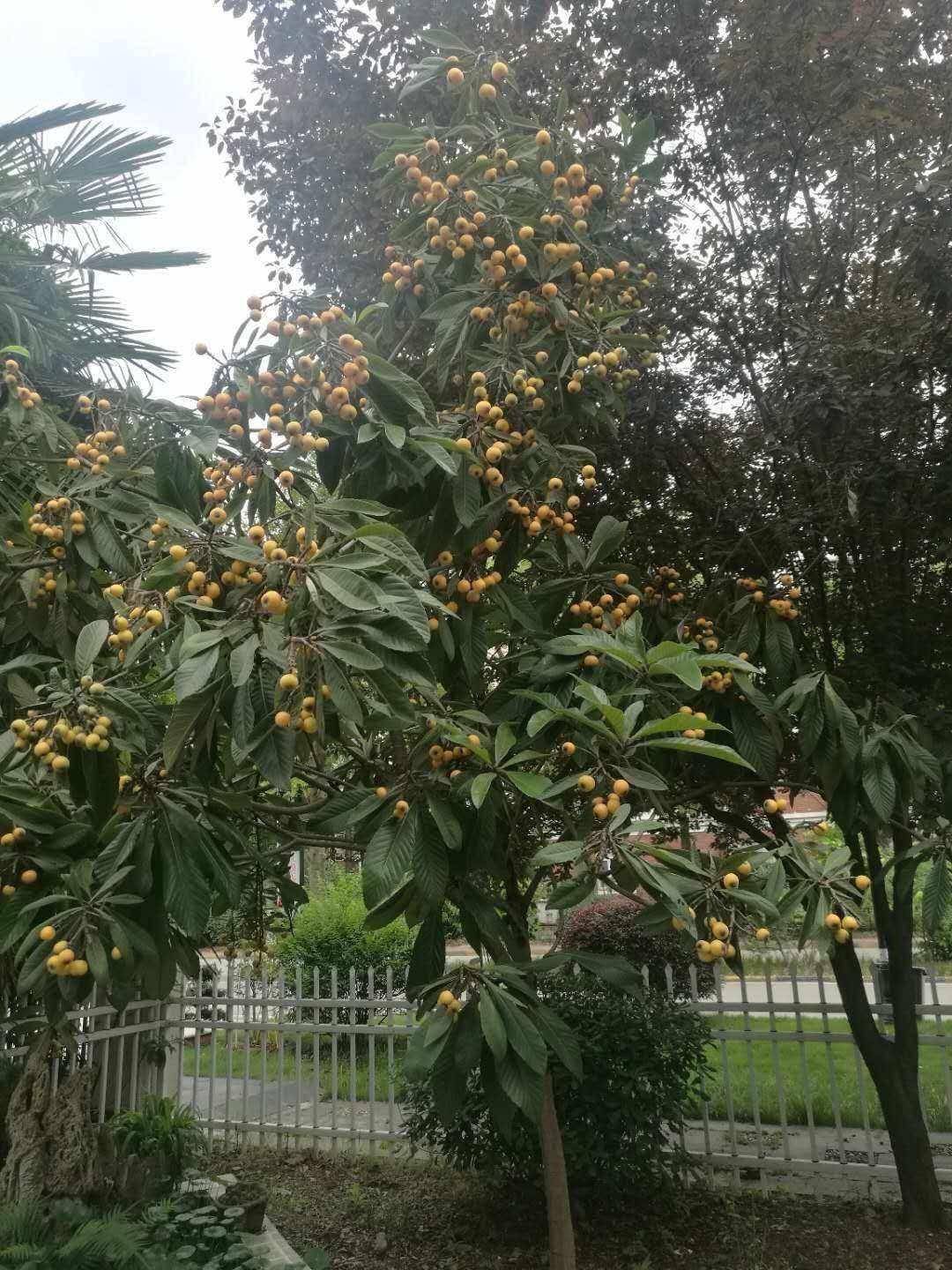 5种果树,养院子里,好吃好养又吉祥,人旺财运旺_种植_技巧_果子