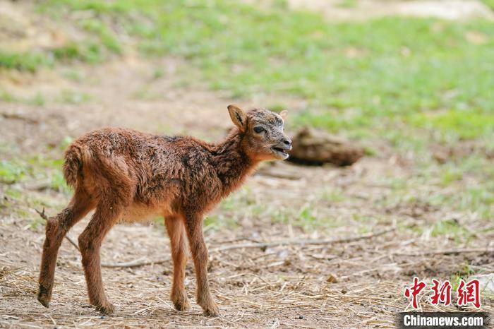 云南昆明:呆萌可爱动物宝宝圈粉游客