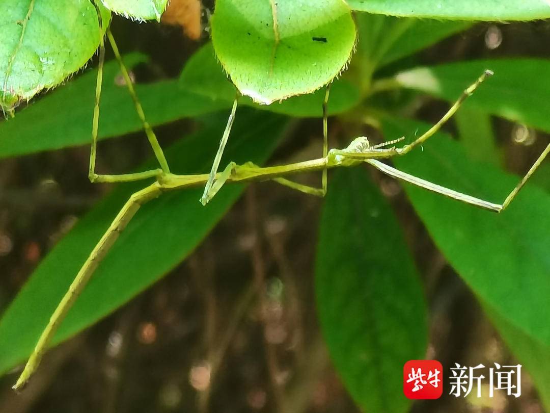 【视频】闷热天里,南京老山森林中伪装大师竹节虫又出来活动了