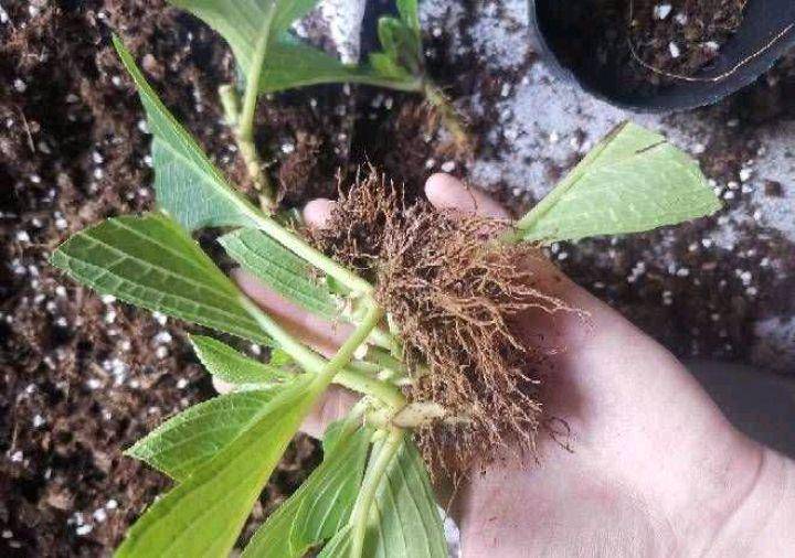 都是非常容易扦插繁殖的,非常容易生根成活的,如果想要从一盆绣球花