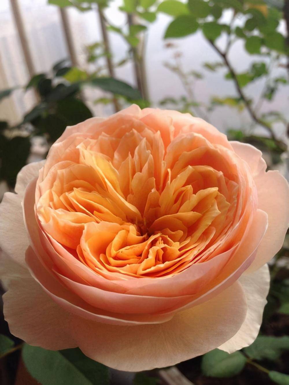 月季"切花朱丽叶"这样养,开花又美又仙,耐热耐寒花期长