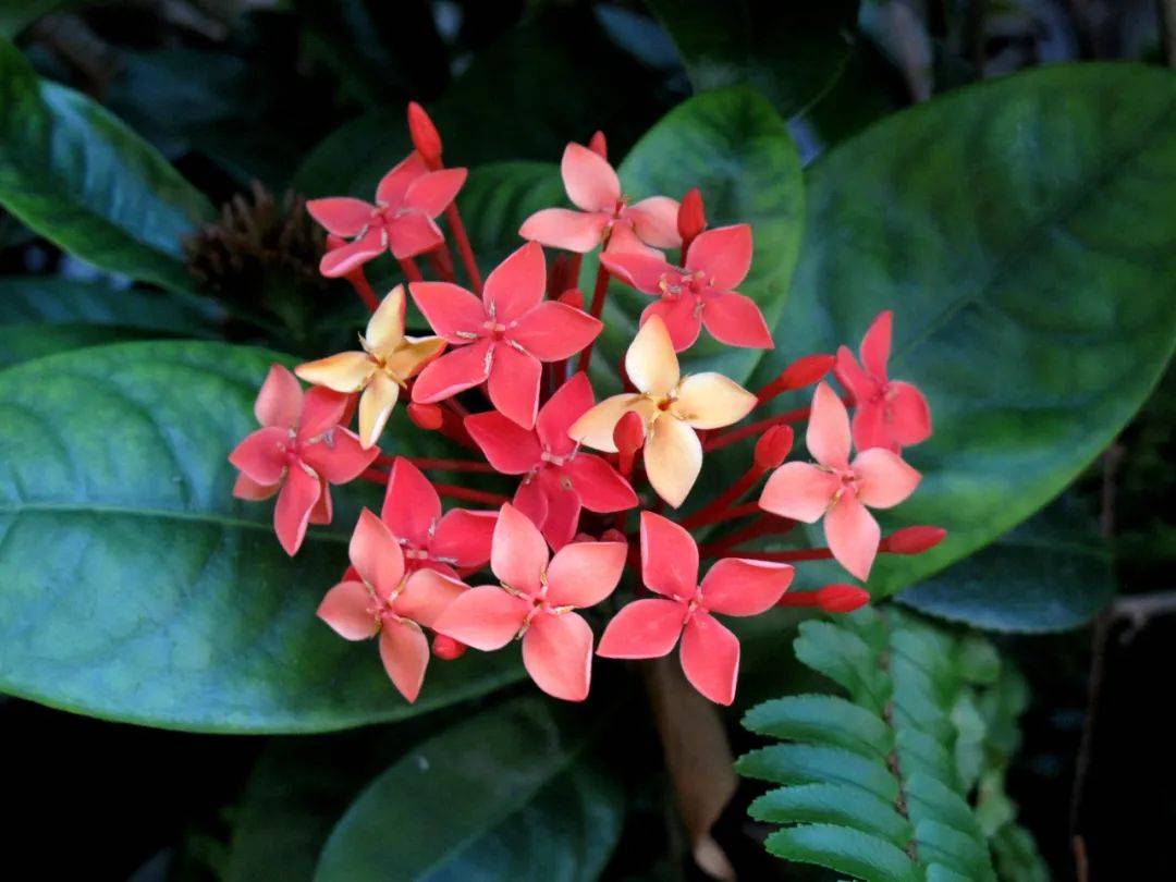 狗牙花为什么是死人花