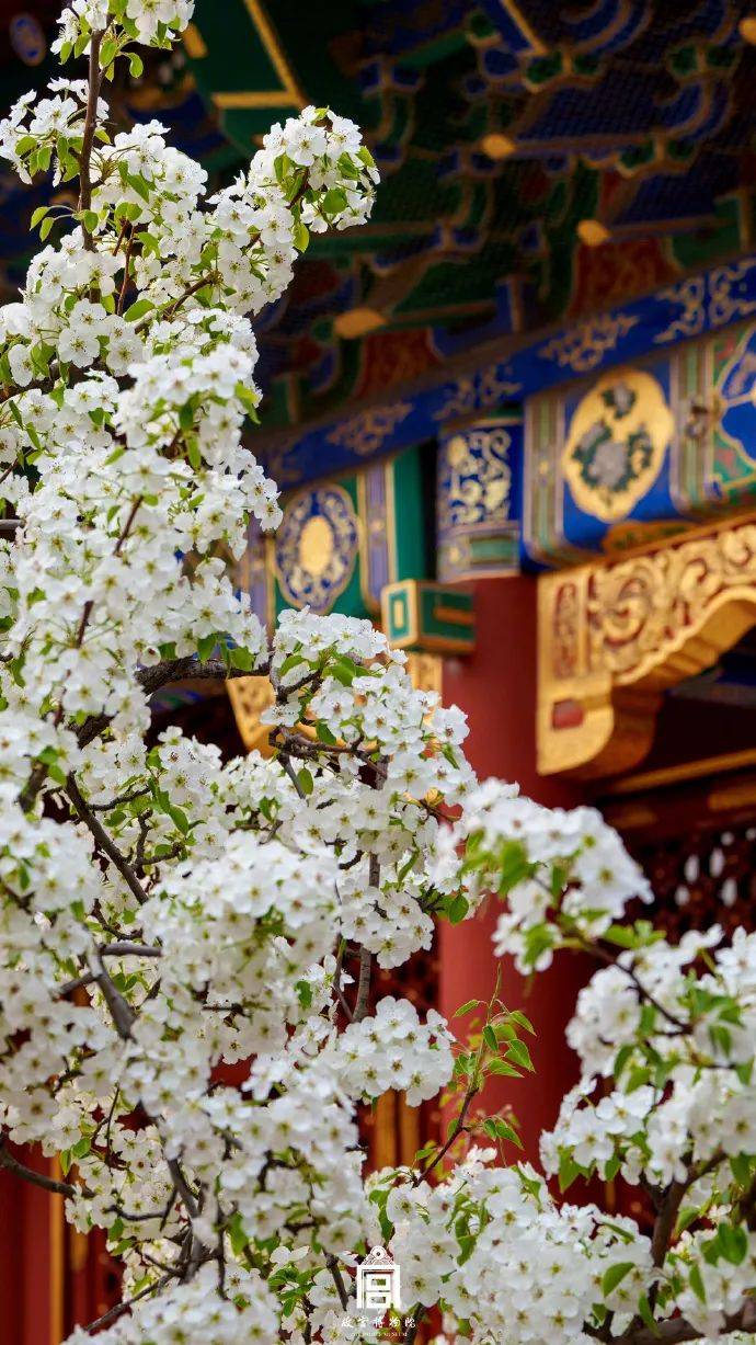 城市记忆 | 故宫,竟然还有另一个身份……_海棠_御花园_杏花