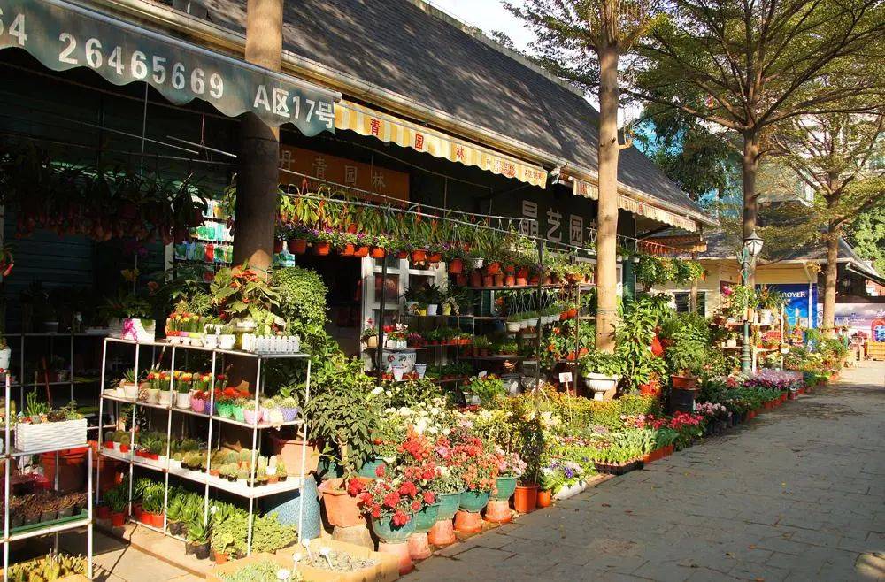 61 6月22日出发|打卡   莲花山,中英街,玫瑰海岸,荷兰花卉小镇 >