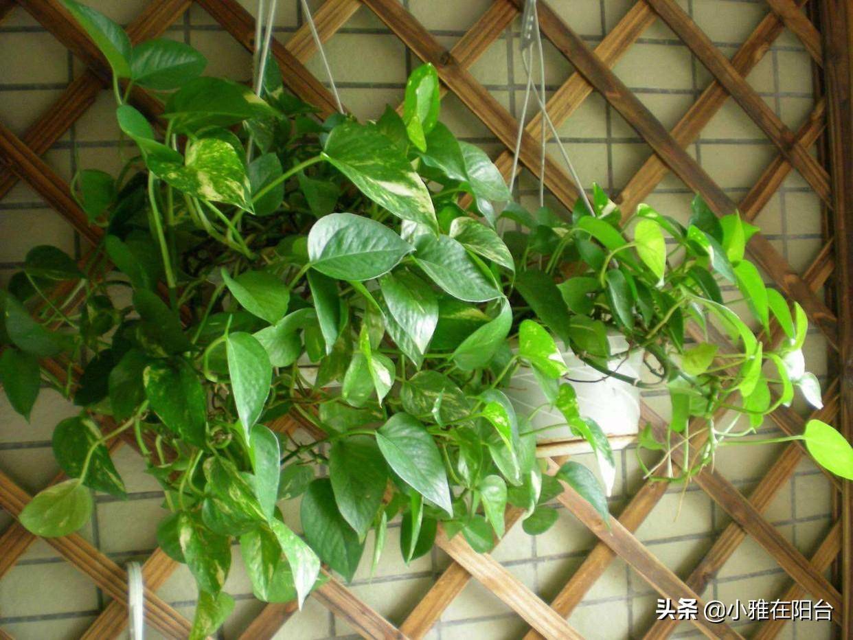 卧室养什么植物好?这6种,漂亮好养,养一盆,细菌少,空气好