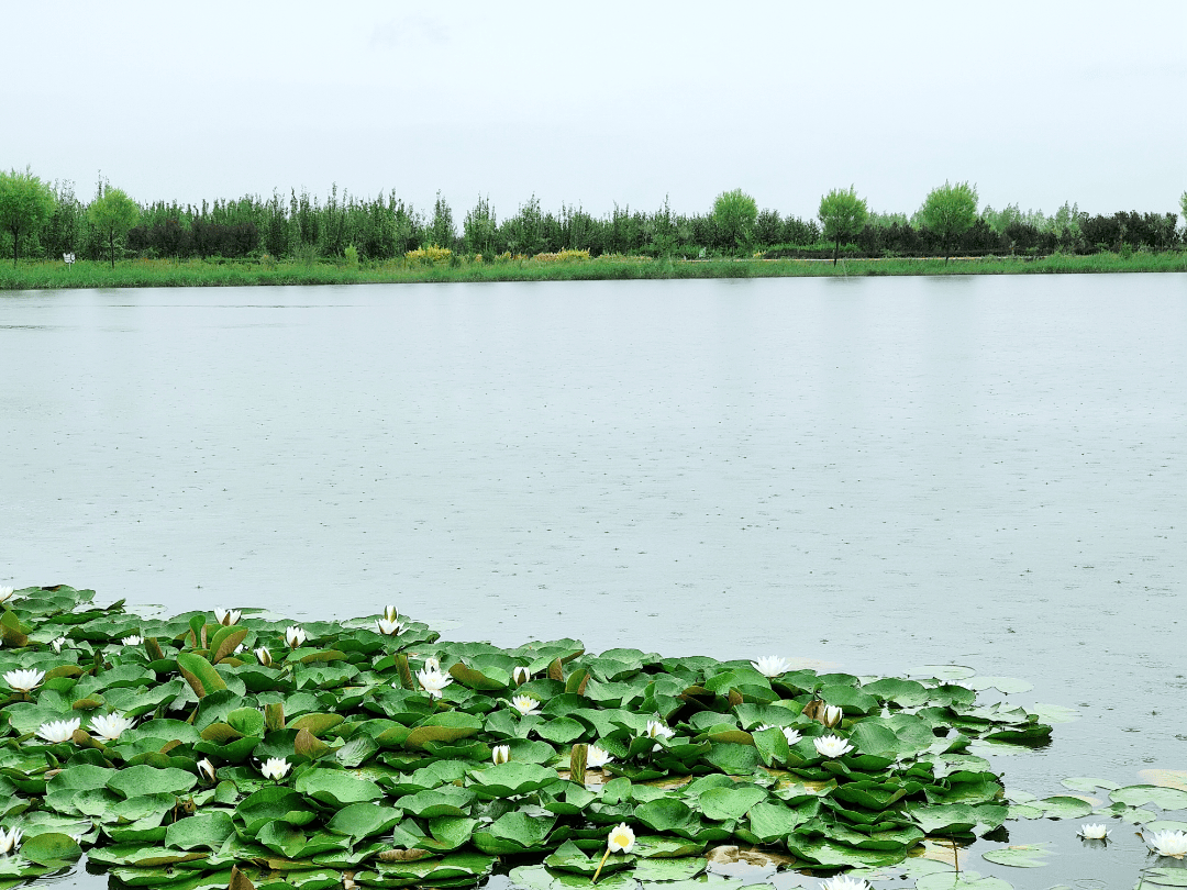 用国色打开梦幻临泽