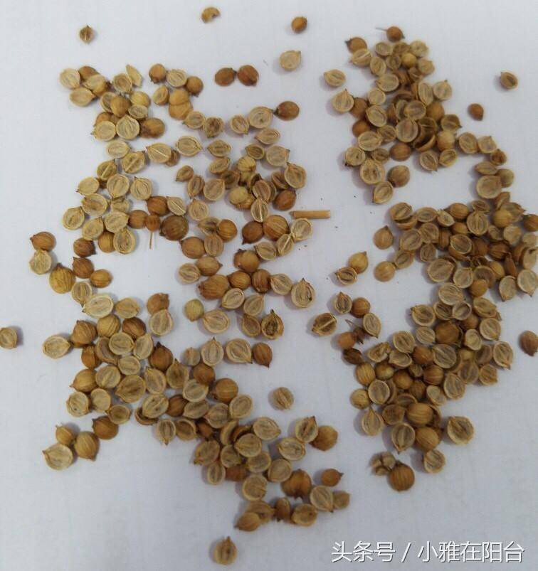 香菜种子不发芽?告诉你一个小技巧,苗出的又多又好,蹭蹭长!