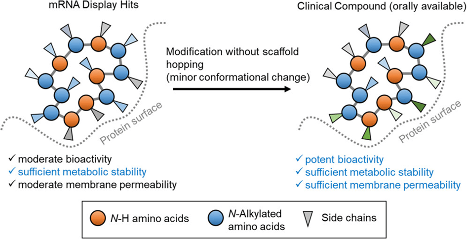 类药环肽开发新标准