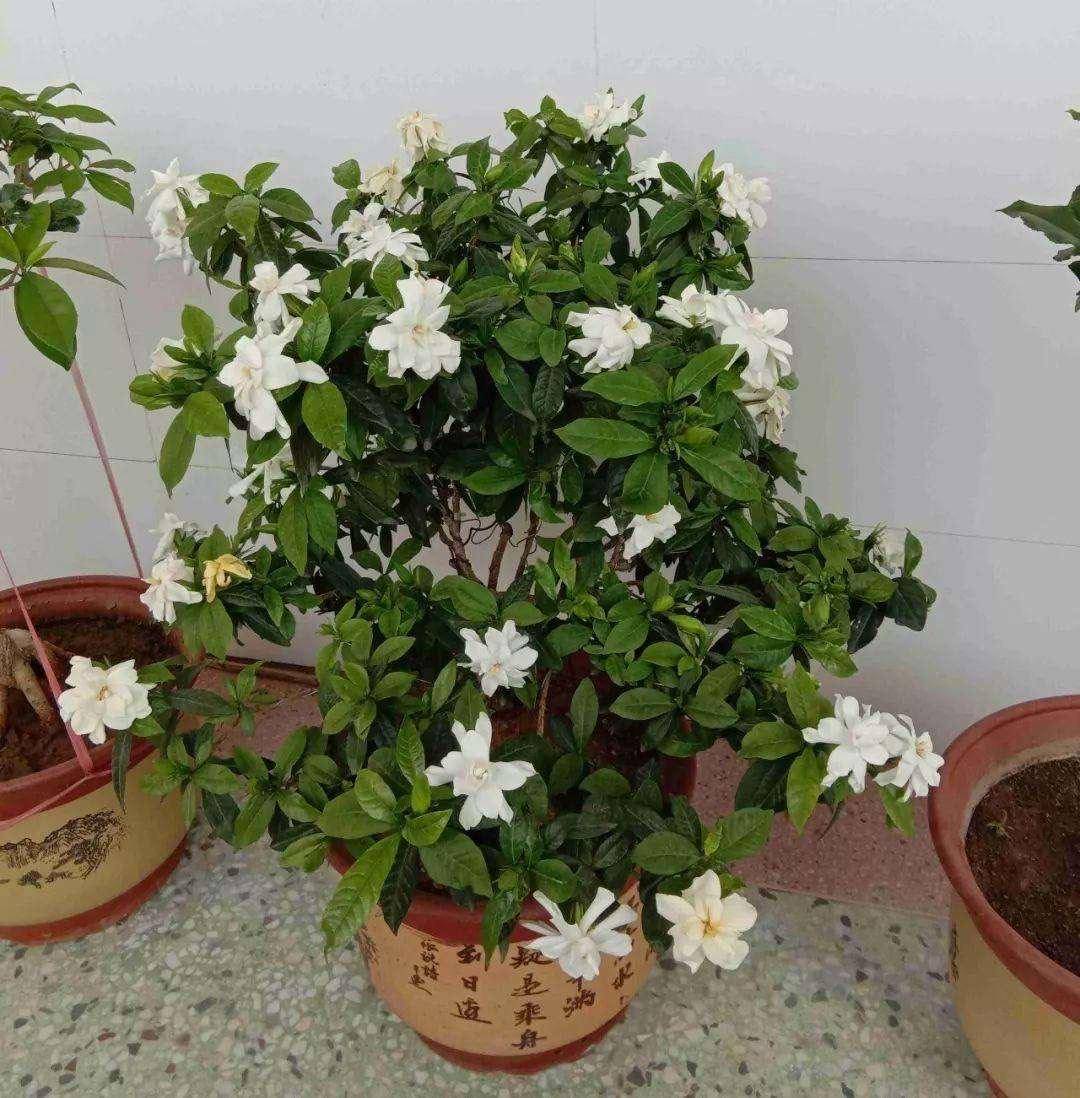 养栀子花盆栽,虽然它可以水培,但是盆土里种植会长势更好,枝叶繁茂.