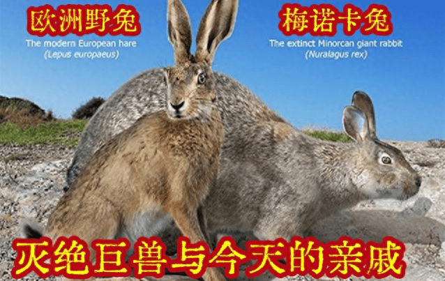 【灭绝巨兽与今天的亲戚】兔王之王——梅诺卡兔_兔子_来自_图片