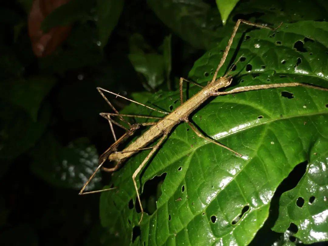 螽斯 ,星天牛,龟甲,竹节虫等在中国科学院西双版纳热带植物园里夜幕