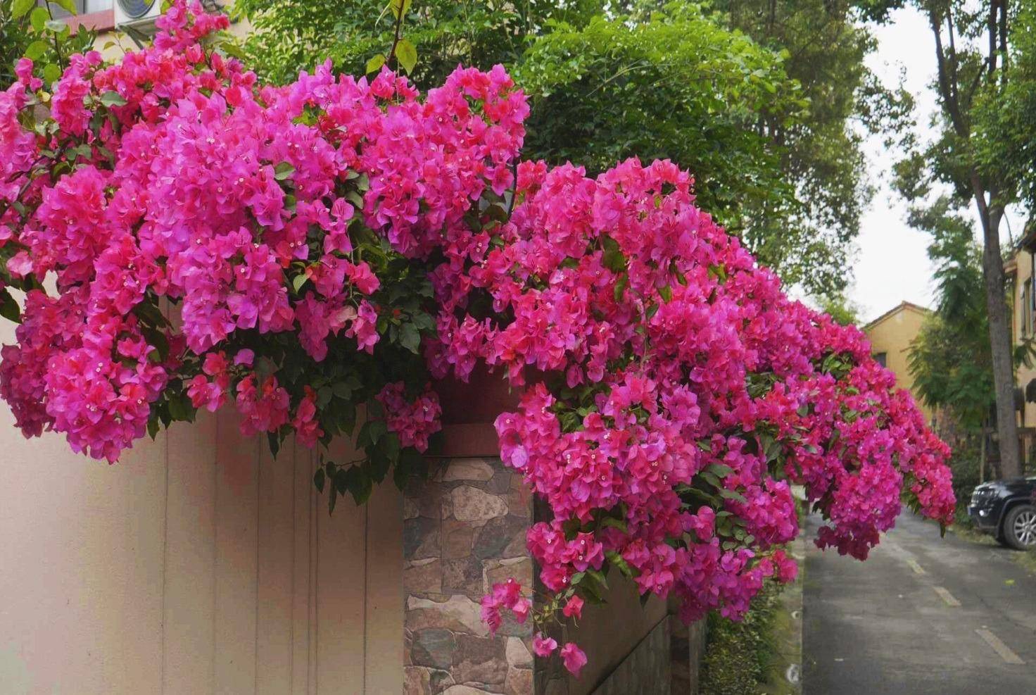 壁纸 花 桌面 1472_987