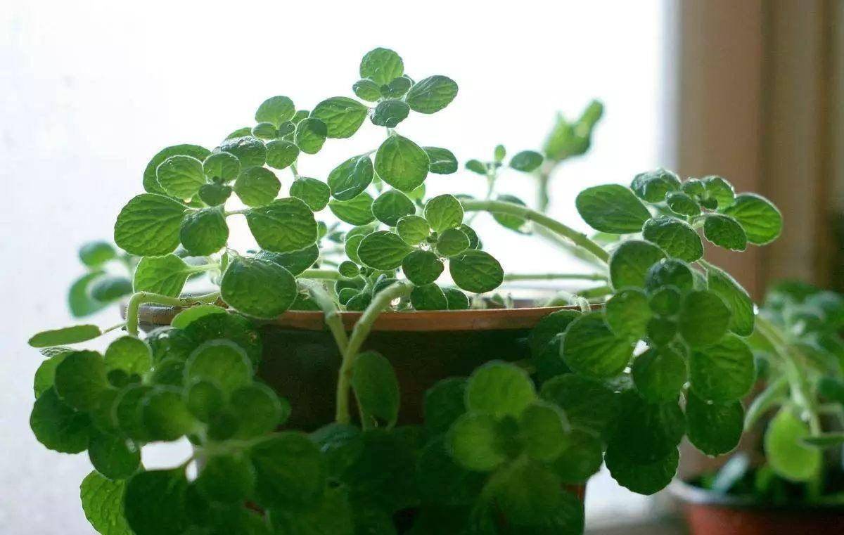 3种特别芳香的"植物",适合养室内,枝叶旺盛香气飘飘