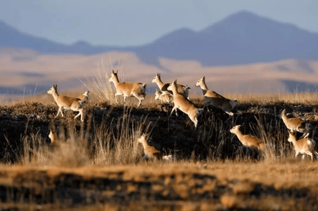 【牢记嘱托 实干笃行】青海:牢记"国之大者" 保护生态