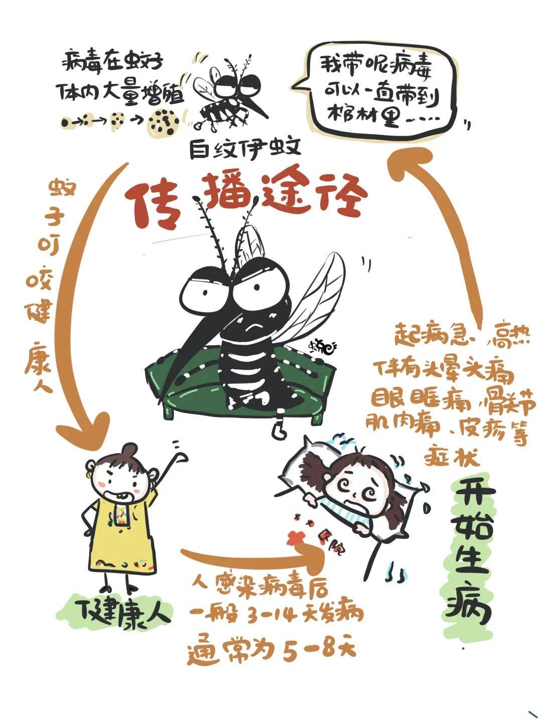 漫画图解登革热,预防知识早知道!