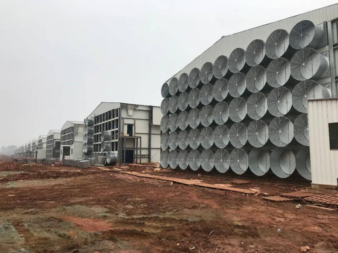 非洲尼日利亚20万只蛋鸡场对外出售