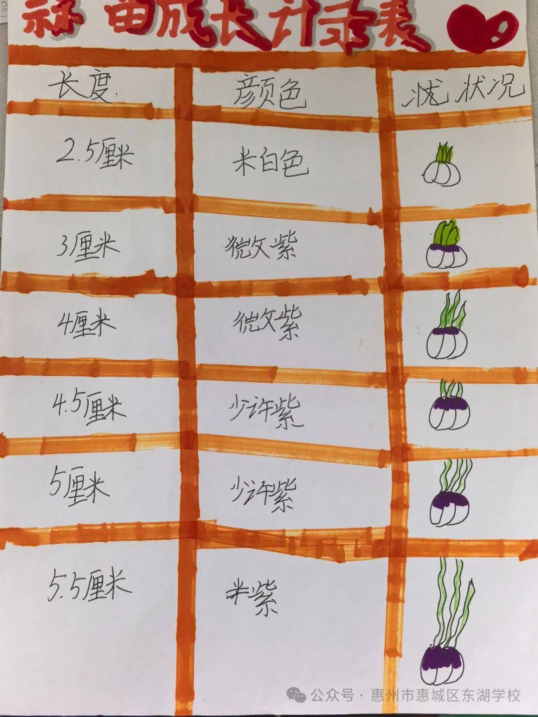 数学——我校小学数学项目化学习活动系列报道