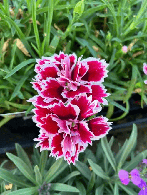 石竹花怎么通过播种繁殖?