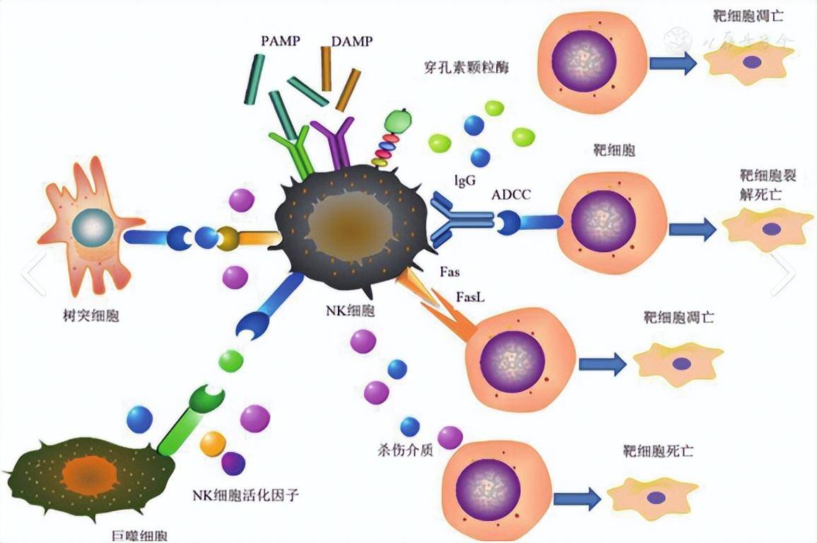 什么叫细胞，什么叫细胞回输