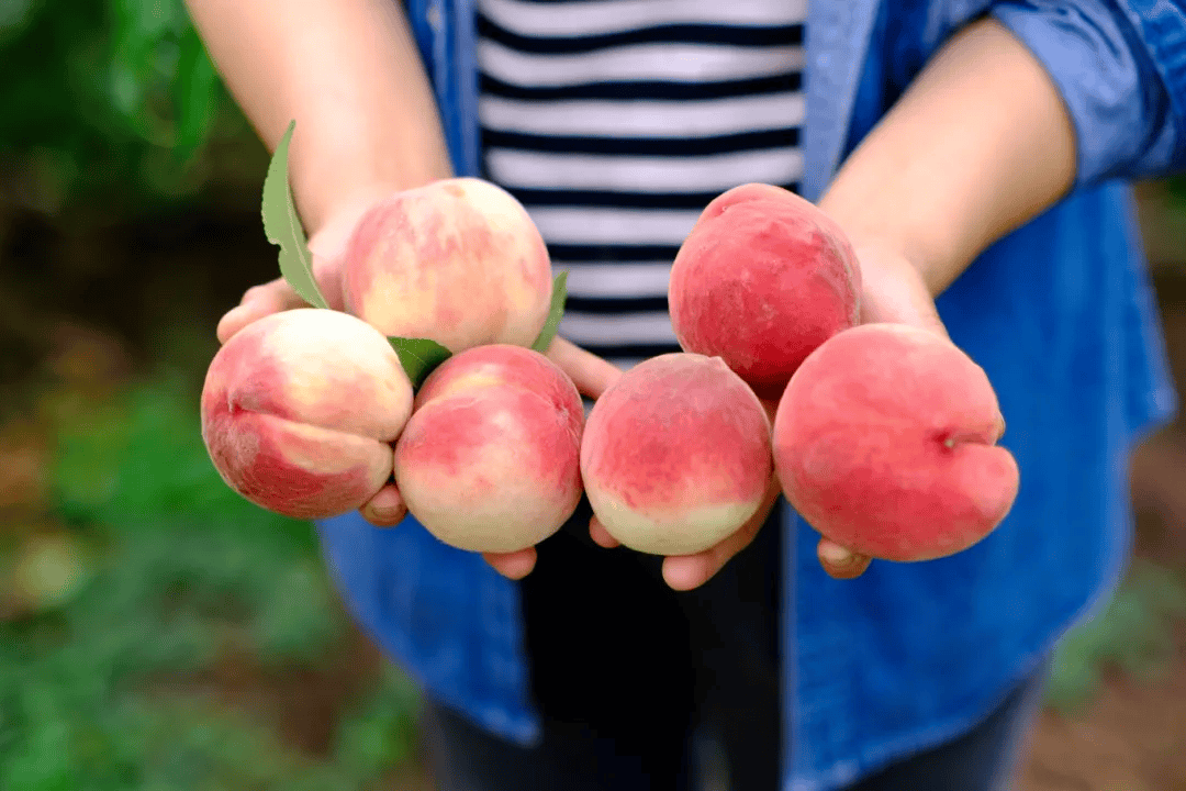 眉山市东坡区大佛村的蜜桃"甜蜜"上市