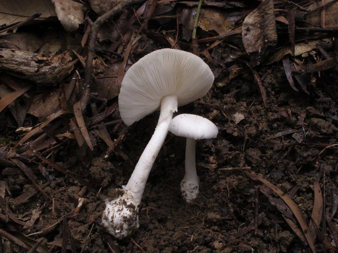 广东,湖南,江苏,浙江等地属于肝脏损害型剧毒鹅膏菌裂皮鹅膏剧毒蘑菇