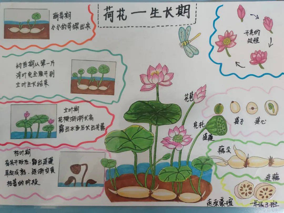 无一不认真了解,随后创作出的一幅幅手抄报,色彩斑斓