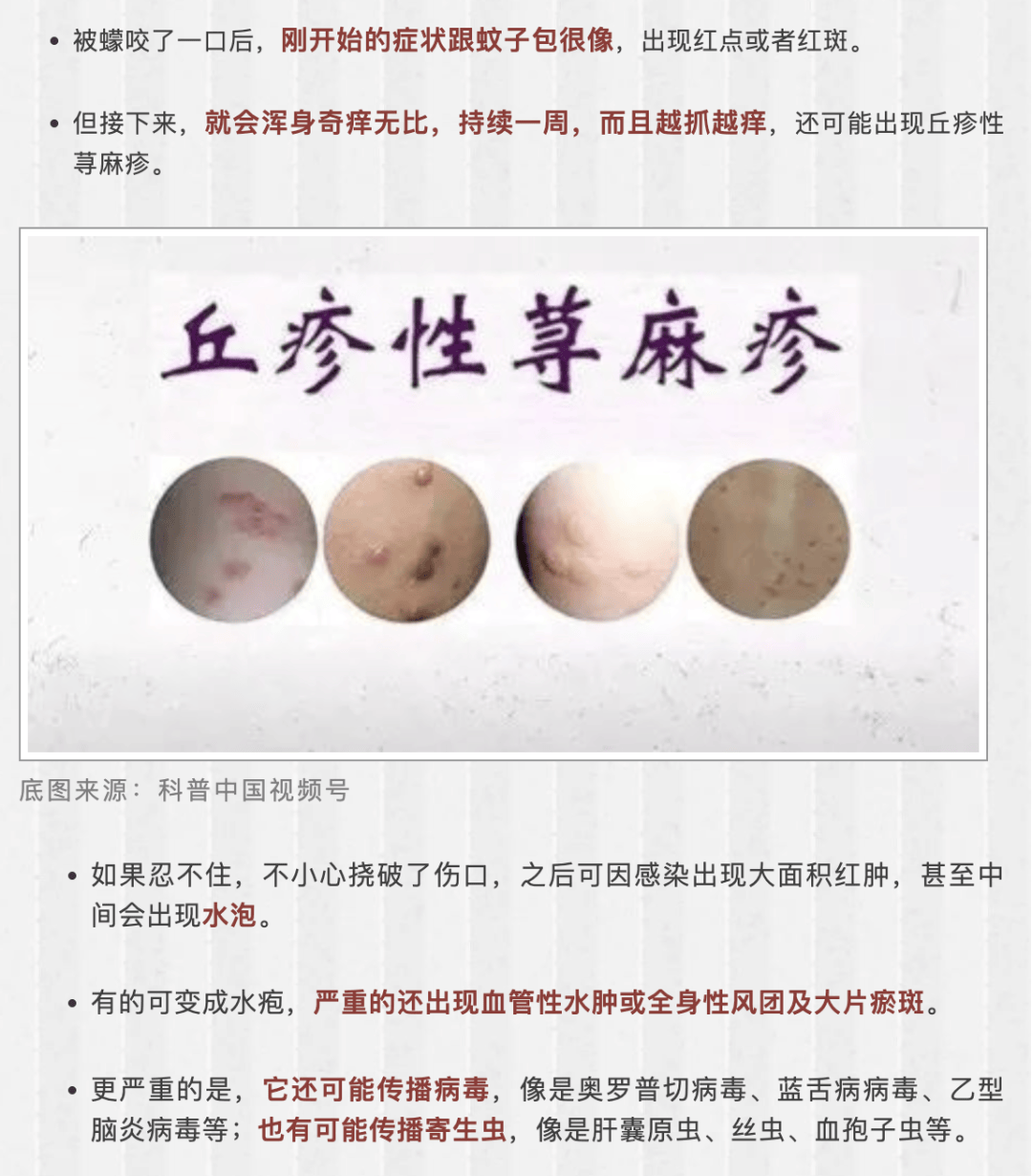 近期猛增,很多人中招_蠓虫