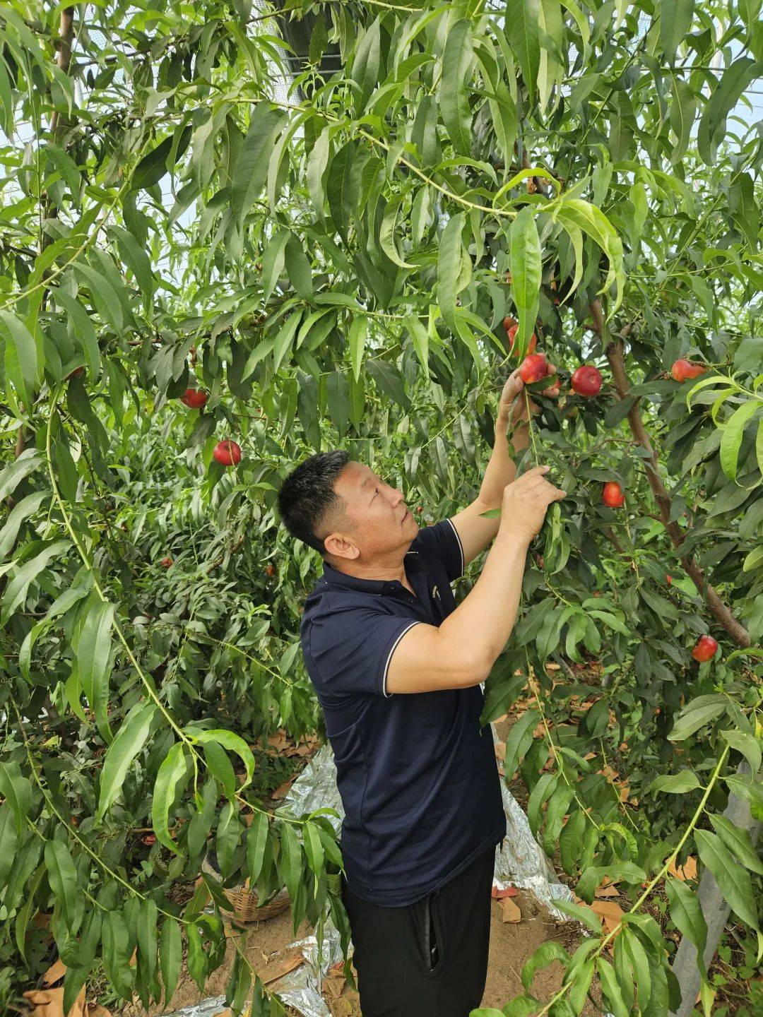 河北武邑罗志强图片