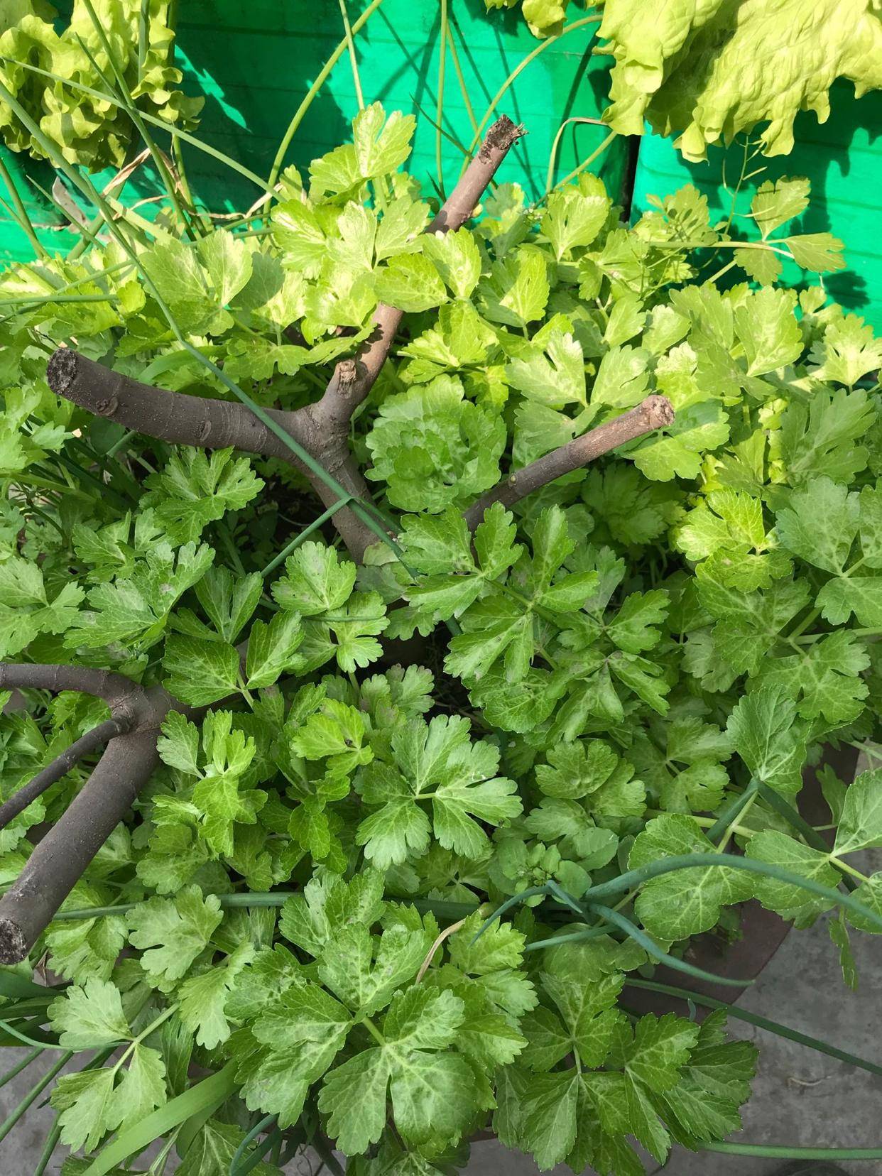 有一个露台或屋顶,种点蔬菜真好,南瓜青菜番茄,长得快,摘不完