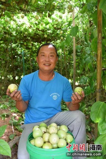 屯昌千余亩百香果迎"丰"景