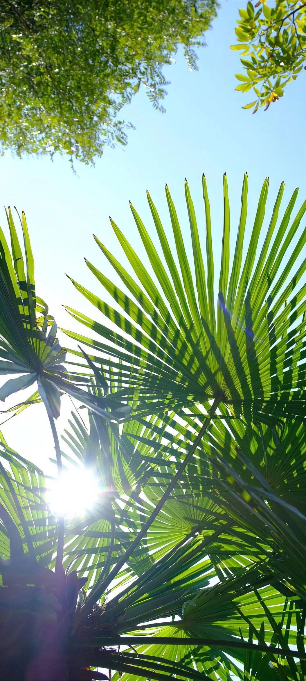 高清耐看手机壁纸 舍不得换的绿色壁纸