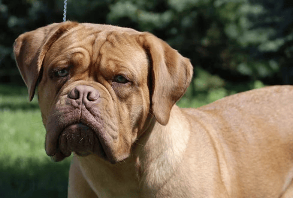 这些烈性犬,深圳禁养!