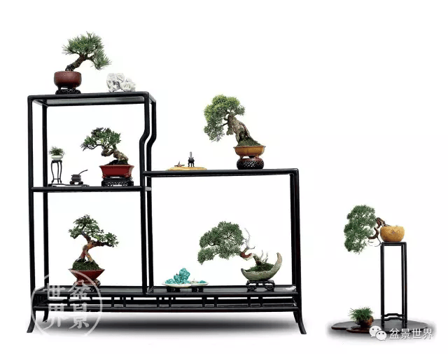 20金41银85铜!国际盆景大会暨亚太盆景赏石大会获奖作品全集