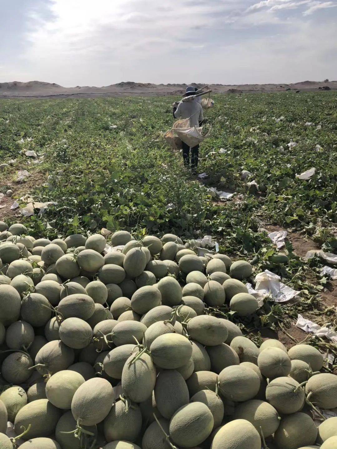 新疆吐鲁番的哈密瓜熟了!真的从新疆寄给你,我一口气吃10片!