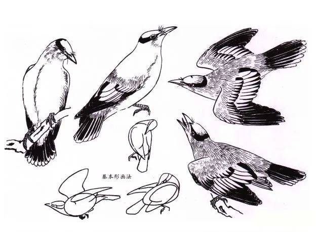 【国画教程】一步一步学画黄鹂鸟_黄莺_画法_赭石