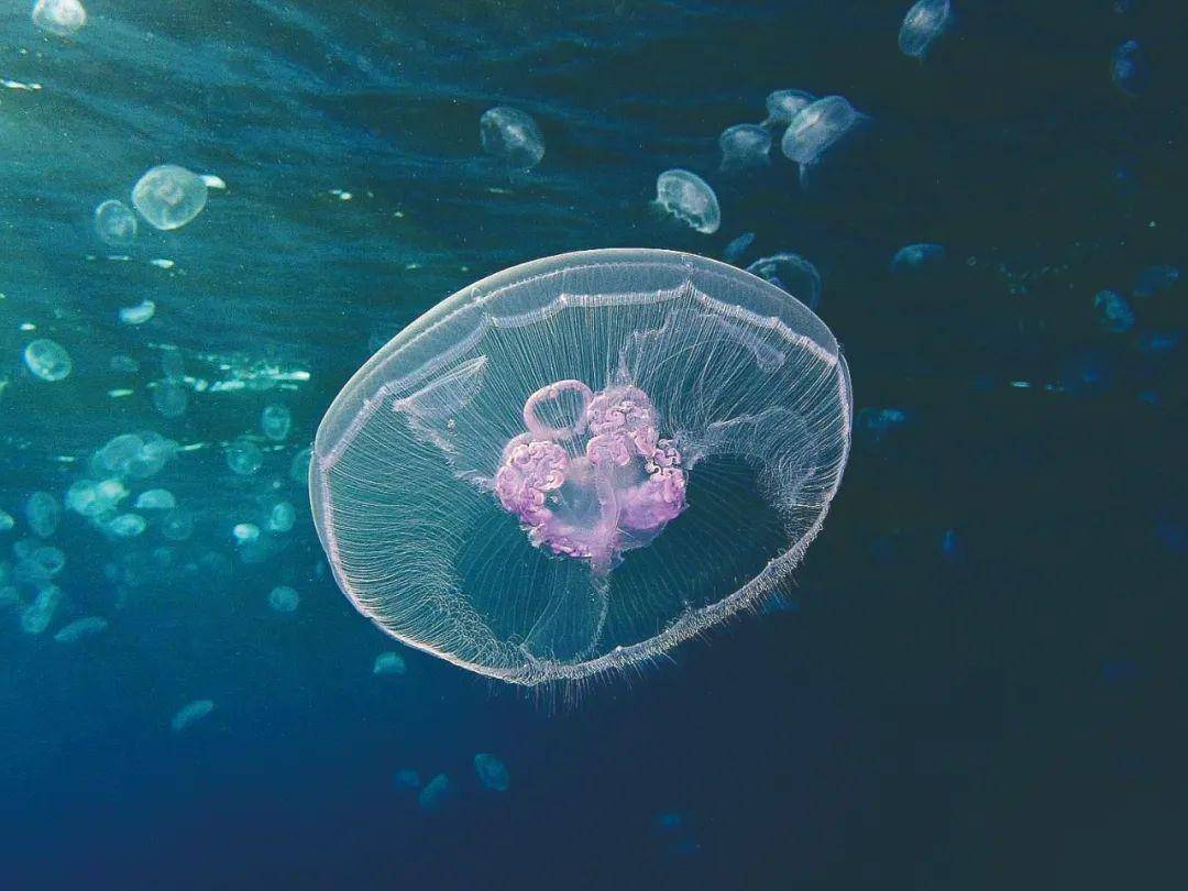 与冥河水母同属一科的海月水母经常出现在海岸边,伞盖宽25~40厘米.