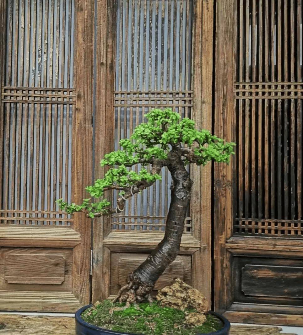 金枝玉叶夏天容易开花,掌握4个小窍门,变身小老桩,还能开爆盆