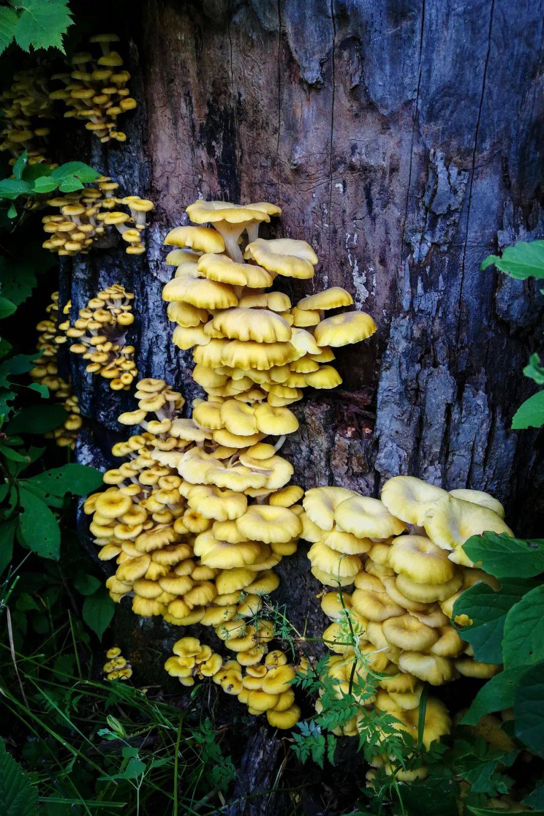 野鸡膀子山野菜图片