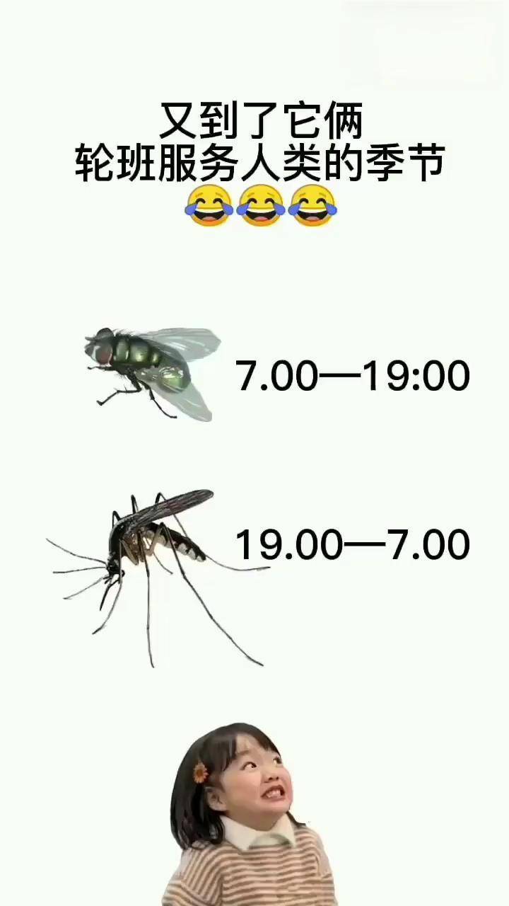 蚊子苍蝇两班倒