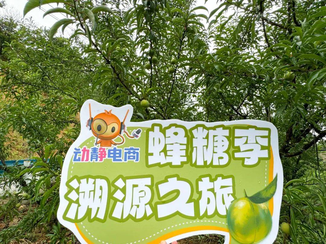 来到了六马镇的蜂糖李果园经过长长的乡间土路从贵阳出发,开了3小时的