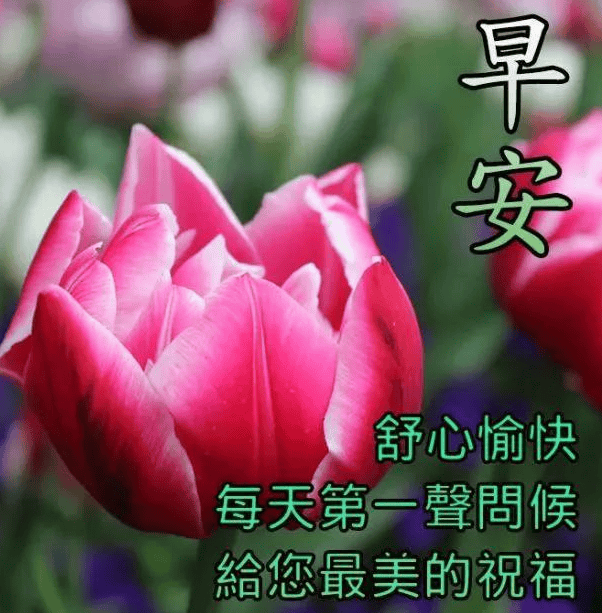 今日最新早安早上好精选图片,一句早安,万千祝福