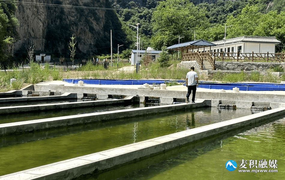 在东岔镇交川河冷水鱼养殖基地,虹鳟,金鳟,鲟鱼,三文鱼等10万尾冷水鱼