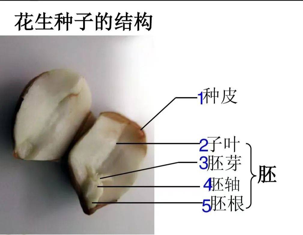 花生的结构图 解剖图图片