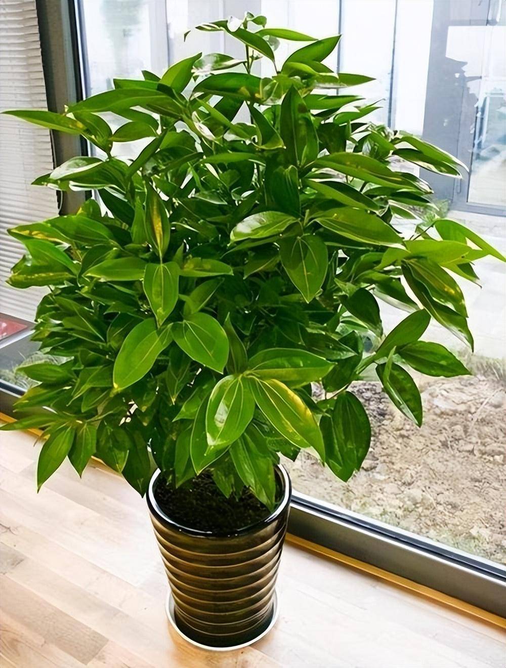 老人说,家养"8种树",家中就会富,不是迷信,真的是作用很大