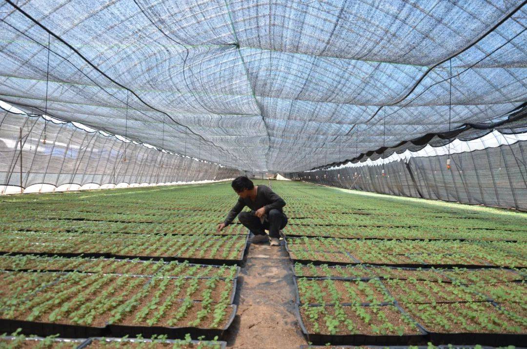 促进马铃薯种植科学化,良种化,销售品牌化发展,切实以"小土豆"书写乡