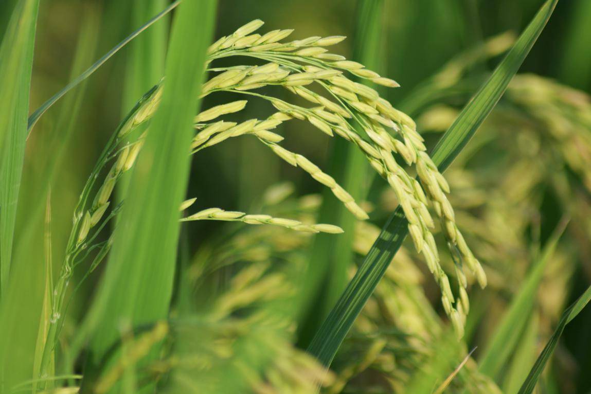 道县梅花镇:水稻田间管护忙全力以赴促丰收